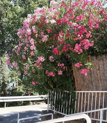 Mija 2a **** Malinska