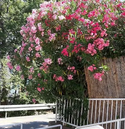 Mija 2a **** Малинска